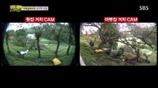 Law of the Jungle in Costa Rica [3] SUB INDO