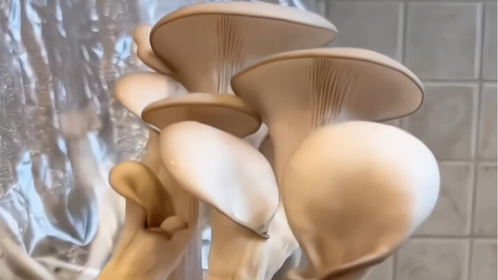 Chia sẻ kinh nghiệm trồng nấm với bạn