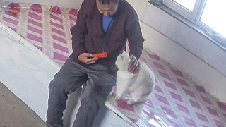 我爷这撸猫手法过于单一了，有点偏商务