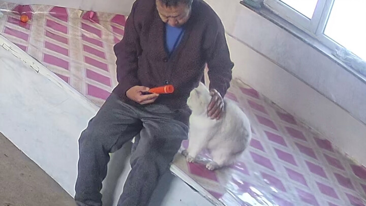 我爷这撸猫手法过于单一了，有点偏商务