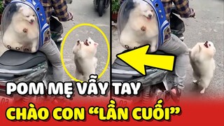 Bé chó POM VẪY TAY để chào TẠM BIỆT CON lần cuối khiến mọi người cảm động ❤️ | Yêu Lu