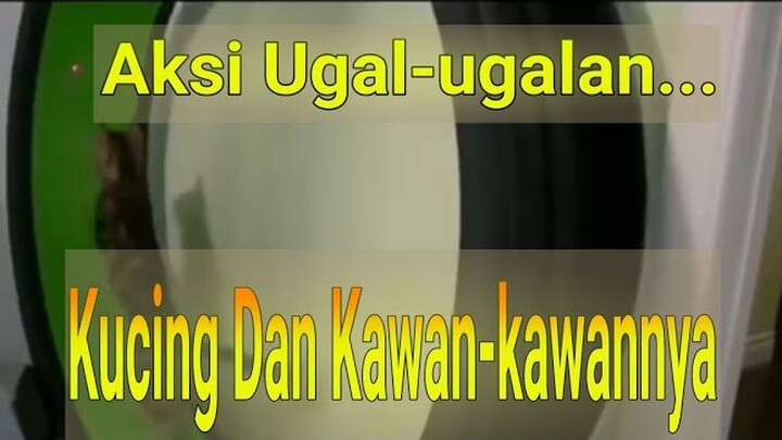 Aksi Ugal - Ugalan Kucing Dan Kawan - Kawannya Yang Lucu, Bikin Kamu Senyum Cengengesan