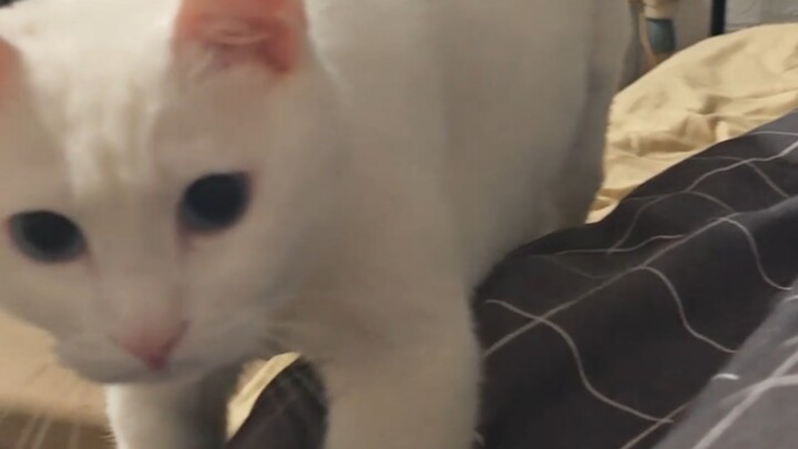 The World’s Kindest Cat