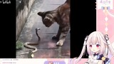 日本萝莉看《喵星人行为图鉴》猫咪都会功夫的吗？