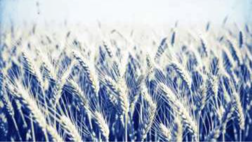 Harvest Rush (B)