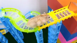 [Pet] Clever Hamster Passes Complex Maze Smoothly