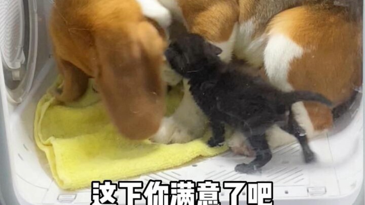 I'm totally smitten! A super sweet story of a four-month-old puppy and a two-week-old kitten