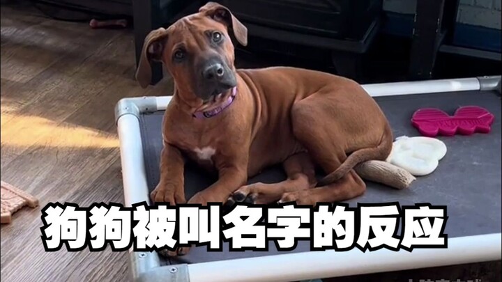 Apa reaksi anjing di penitipan harian saat dipanggil nama?~