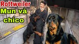 Rottweiler Giống Chó Vệ Sỹ Bảo Về Chủ Nhân Trước Mọi Nguy Hiểm | Săn Bắt Ẩm Thực Vùng Cao