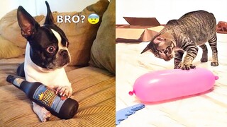 Funniest Dogs And Cats - Best Of The 2021 Funny Animal Videos #4