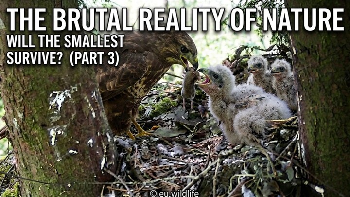 The Brutal Reality of Nature: Will the Smallest Survive? (Part 3)