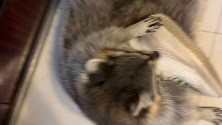 Mấy ngày rồi không về nhà, gấu mèo lớn vẫn luôn chờ tôi.