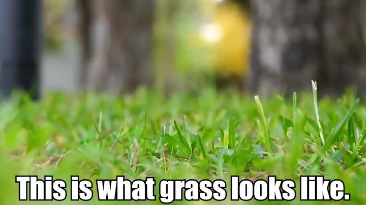 here is grass