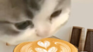 Café allergic Cat