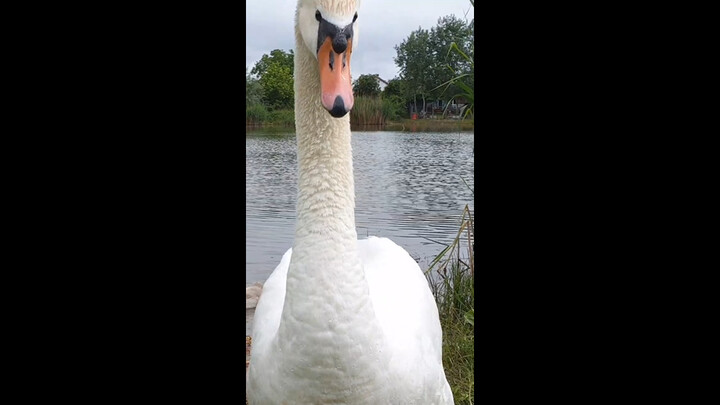 والد البجعة يقترب بغضب