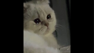 هل يمكن أن تشعر القطط الصغيرة بالحزن في منتصف الليل أيضًا؟