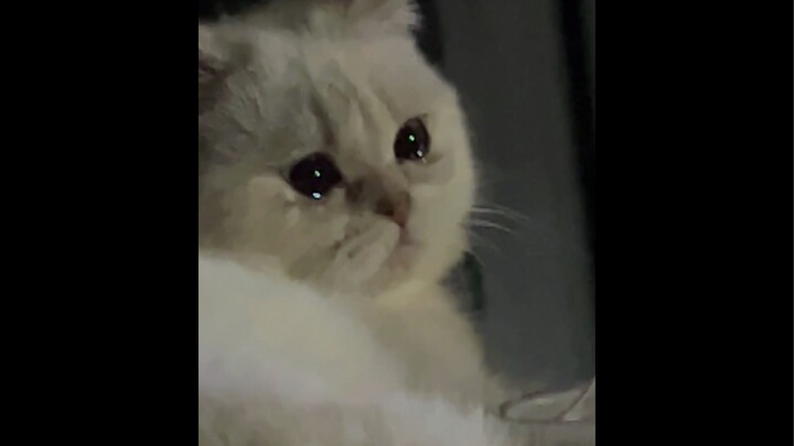 小猫咪也会半夜emo吗