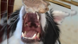 Have you ever seen the surprise on the faces of cats and dogs?