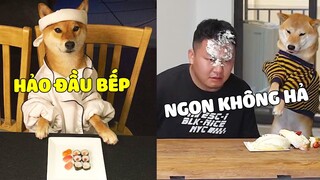 Khi Nhà Bạn Nuôi Một HẢO CHÓ Có Kung Fu Sẽ NTN...? #3 🤣 Gâu Đần Official