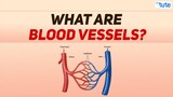 What are Blood vessels? | Blood Circulation in Human being | Biology | Letstute
