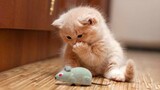 Baby Cats - Cute Baby Cats love to eat grass and Cute / Have fun with cats