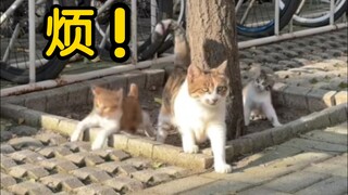 Cat Mom: "I'm so annoyed, if anyone wants a graduation gift, take it away quickly"