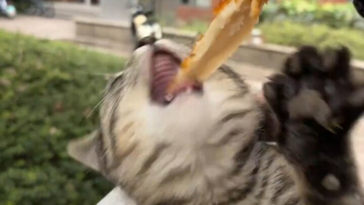 Mèo: Ngon thì có ngon, nhưng cậu chọc vào cổ họng tớ rồi!