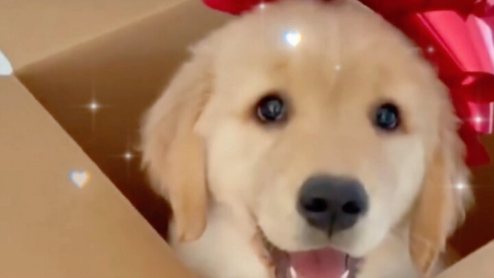 What does it feel like when a little chicken comes to your home?