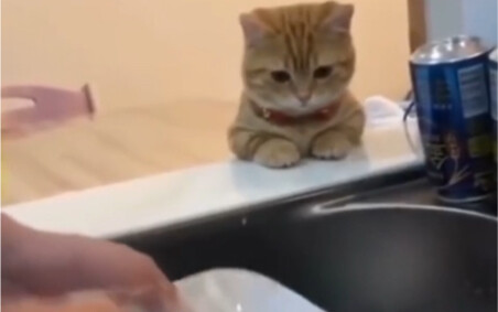 Cat: Mom, can I help you wash the dishes?