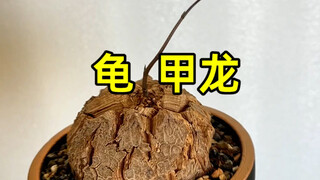 Cangkang kura-kura jelek