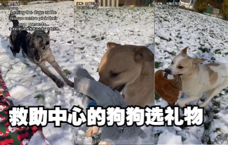 Biarkan anjing-anjing di pusat penyelamatan memilih sendiri hadiah yang mereka sukai.