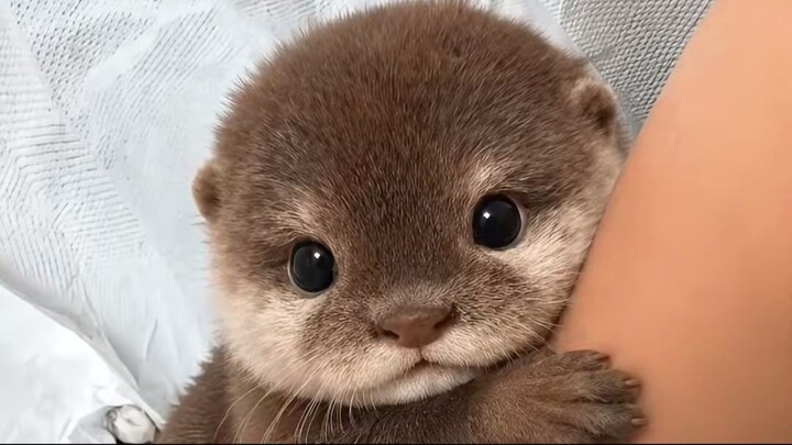 Cute little otter!