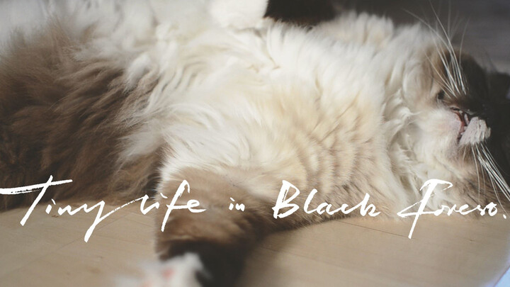 Tiny Life in Black Forest: All About a Ragdoll 