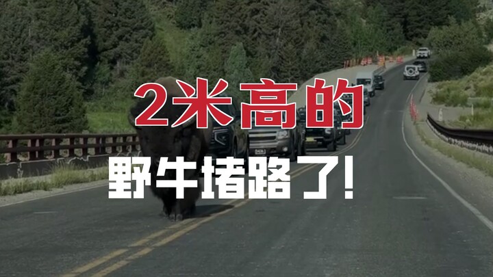 Bison Amerika Utara: Sumber Penyebab Kemacetan di Amerika Utara