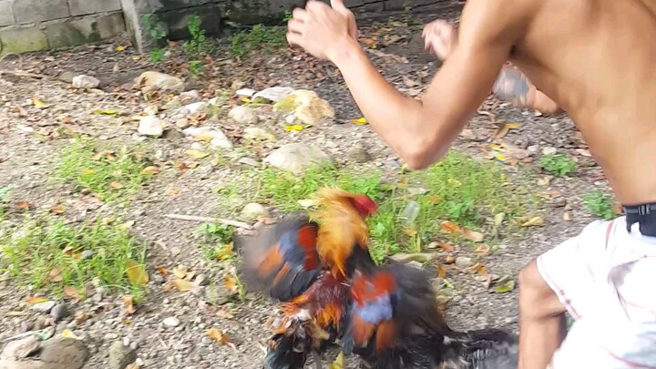 batchoy grey vs high action