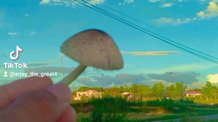 EFFECT OF MUSHROOM😱😱