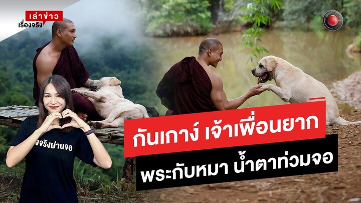 กันเกาง์เจ้าเพื่อนยาก หนังใหม่ใจฟูระหว่างพระกับหมา | เรื่องจริงเล่าข่าว