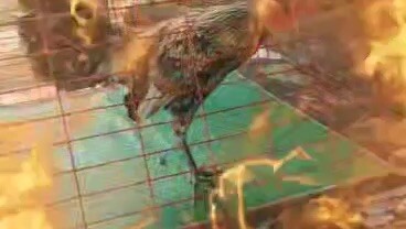 Win binabae faster kill