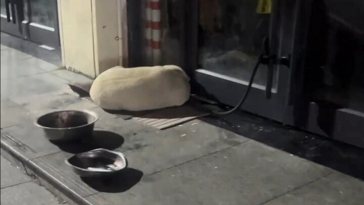 Out shopping, I ran into a super chubby dog—seen from afar, I totally thought it was just a stone be