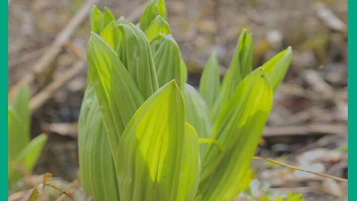إحدى النباتات الثلاثة شديدة السُّمية في جبال تشانغباي: نبات الليفو