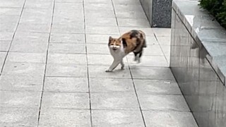 Who can resist a kitten that runs towards you with just one cry?