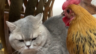 Bagaimana rasanya memiliki seekor ayam di rumah