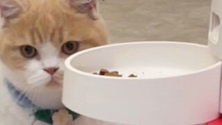 How to make a cat suffer from self-doubt? !