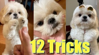 Asking My Dog To Perform 12 Tricks Before He Can Go To The Beach | Cute Funny Dog Video