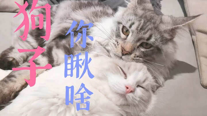 Sudah terlalu sering makan makanan anjing, jadi sekarang coba makan makanan kucing!