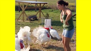 FUNNY Thanksgiving Turkey Fails & Cooking Fails | Funny Videos 2019