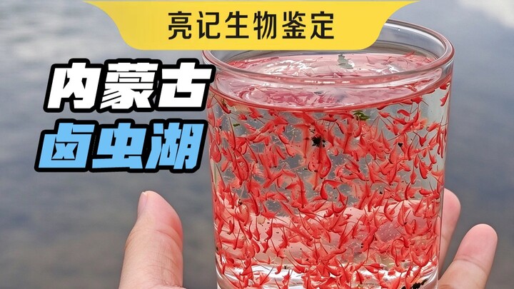 Artemia liar dari Mongolia Dalam, benar-benar merah menyala!