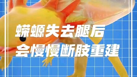 Makhluk Paling Keren – Salamander