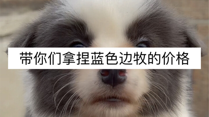 How much can you bargain for a blue-border collie in the pet market?
