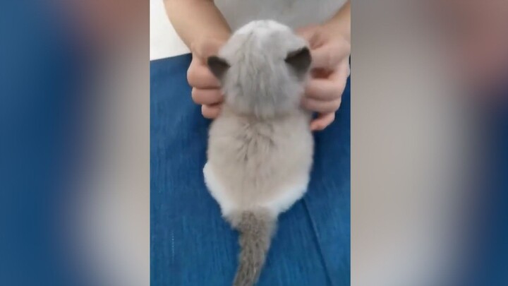 “Đây... đáng yêu quá đi mất!!”